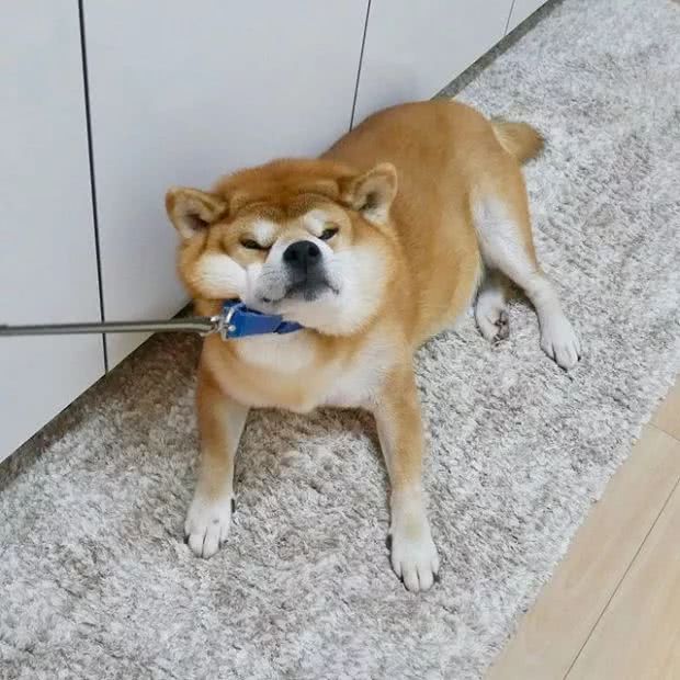 我不走柴犬表情表情包暑假过图片