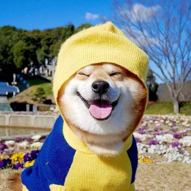 日本一柴犬因为笑容太疗愈而走红网络,网友我2018年的头像都是它