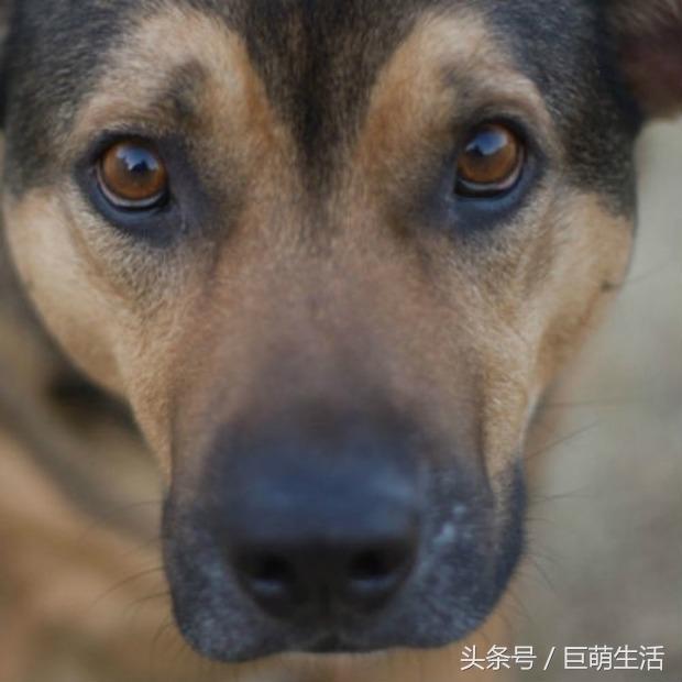 眼睛会说话：狗狗瞳孔收缩与放大的含义