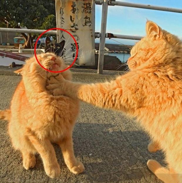 橘猫突然对同伴使出锁喉功错愕的同时往后面一看瞬间笑喷到不行