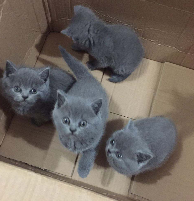 蓝猫怀孕生了4只小奶猫,闺蜜看到其中一只乐坏了,直呼