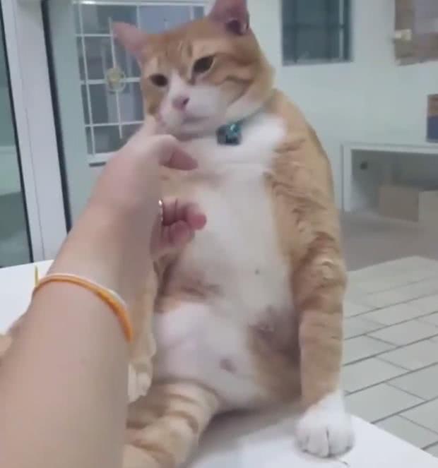 橘猫胖到懒得动,没想到主人给它一枪后超爆笑的反应让人笑到喷饭