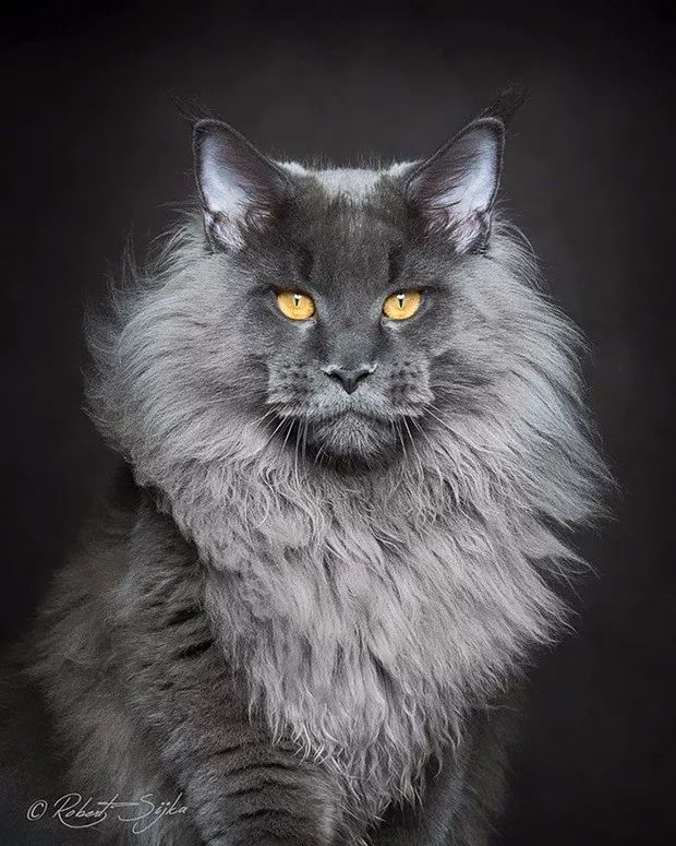 国外网友评选全世界最美的猫咪!