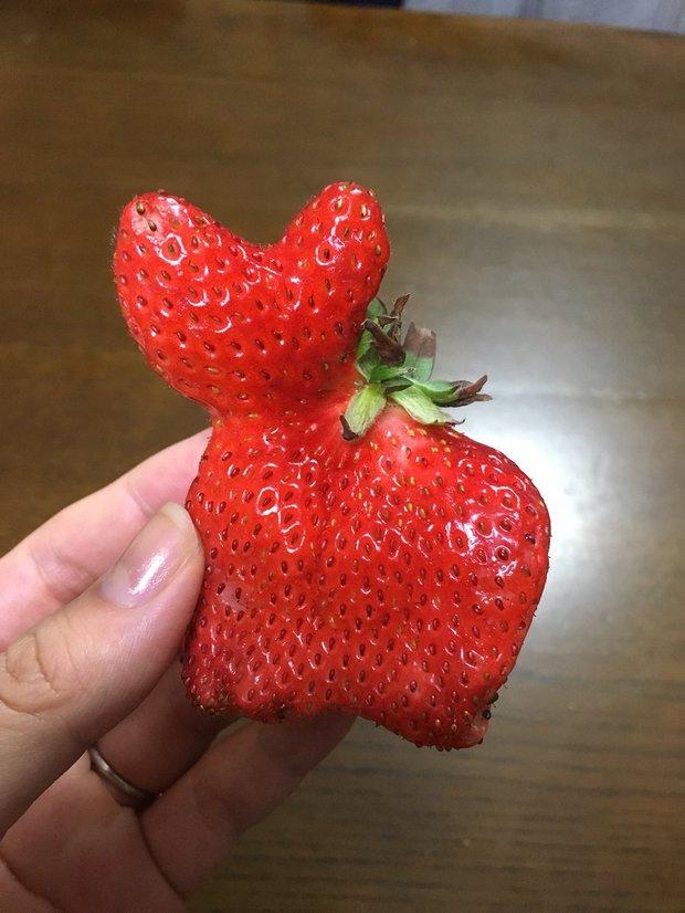 总觉得草莓形状怪怪,画上图后原来是猫草莓阿,网友也发挥创意