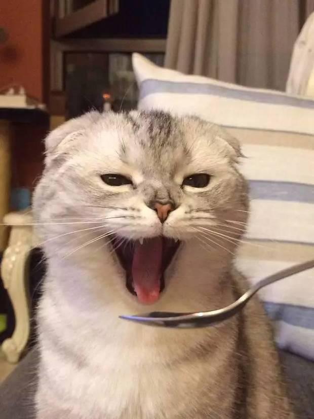 你有过给猫喂药的经历?猫前后的表达出的表情