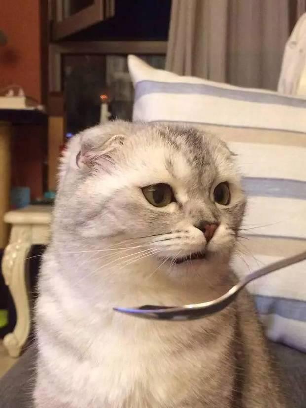 你有过给猫喂药的经历?猫前后的表达出的表情