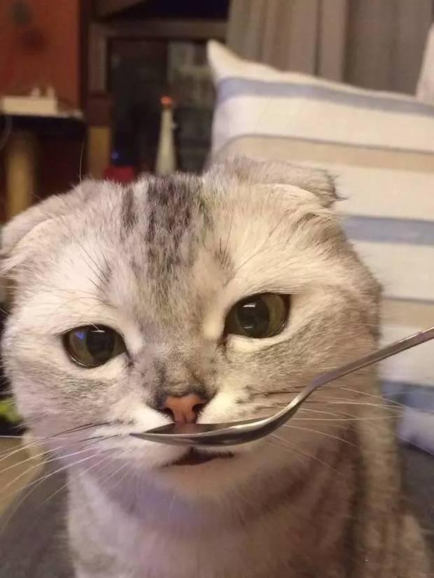你有过给猫喂药的表达?猫前后的经历表情包攒钱出的表情图片