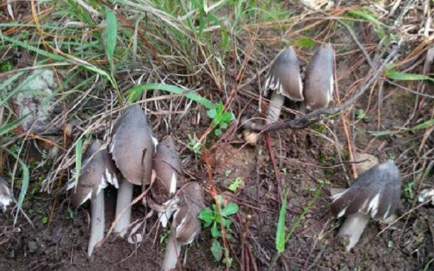 农村四种野生蘑菇,现在价格非常贵,最高卖到5