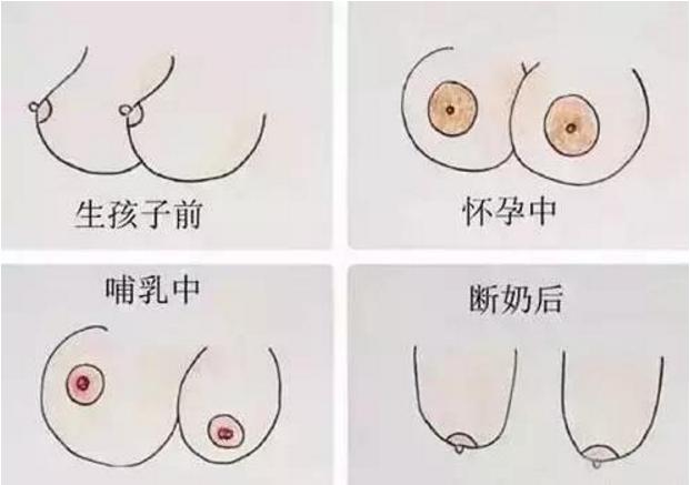 断奶后乳房变样子?其实,孕期是让乳房再次发育的绝好时机
