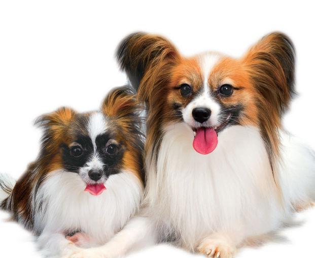 世界名犬——蝴蝶犬(papillon)