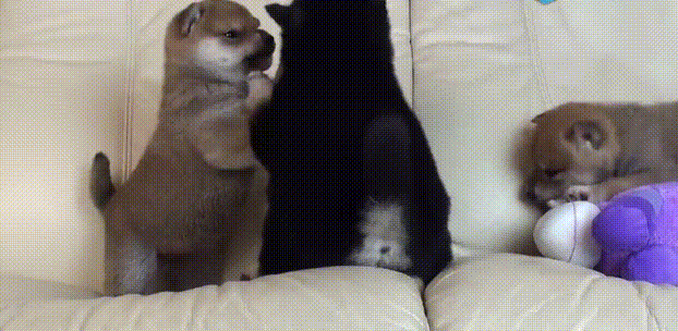 两只奶狗柴犬第一面就打急眼了,旁边那只却