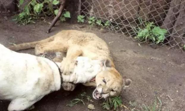 杜高为什么要裁耳,杜高裁耳的好处