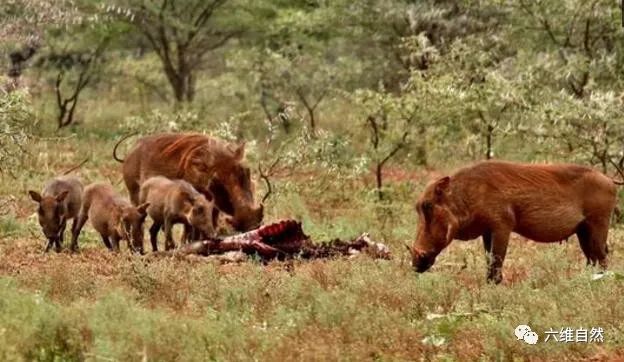 鬣狗捡到非洲狮尸体时，为什么匆匆吃几口，就落荒而逃...