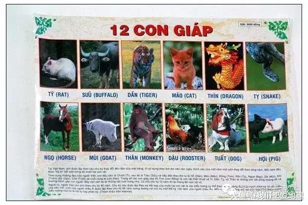 越南的十二生肖里面有一只猫?