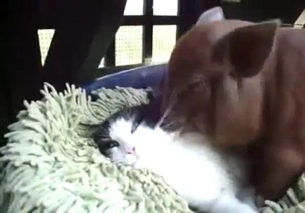 猪猪太喜欢和猫咪做朋友了,以至于表达方式有点儿过