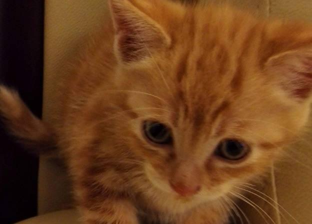 捡回一只小奶猫,喂养6个月后感觉画风不对,朋