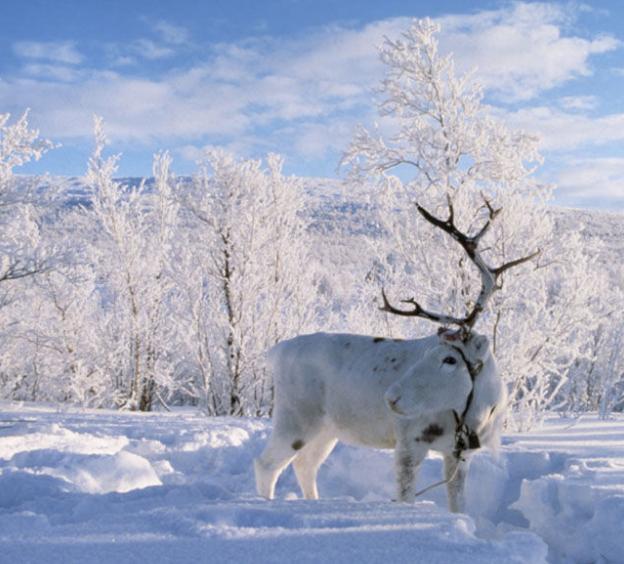 冰雪精灵出没！生活在北极的十种美丽的白色动物，你最喜欢谁？