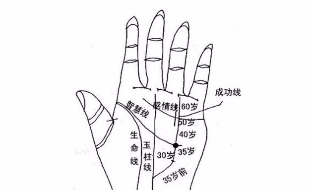 此线多从手掌底部升起,向上延伸.而有人则是从智慧线升起,向上延伸.
