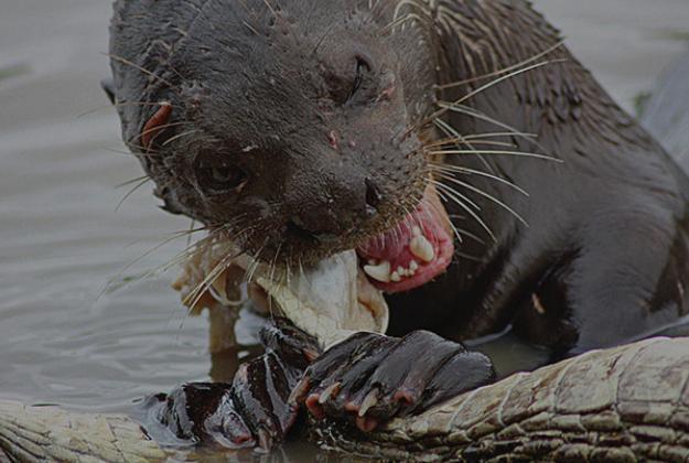 巨型水獭斗鳄鱼,不过才五分钟,鳄鱼便已成了这