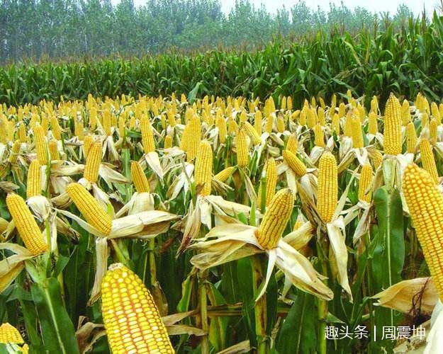 明朝皇帝引进美洲玉米解决饥荒问题