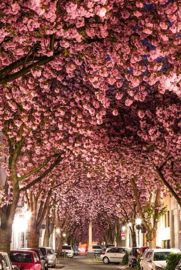 带你去看全世界的樱花!太美了,每一张都能存下来当壁纸