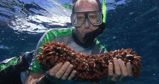 非洲巨大海参,当地没人要!