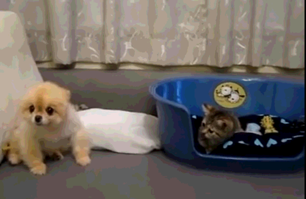 猫咪欲偷袭狗狗, 小狗显示高智商: 我假装看不见, 你来呀!