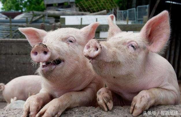 中国足协荒唐至极,河北保定球员中超算外援?足