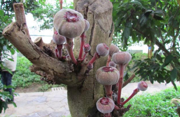 爷爷养在家里几年的果树,今年却结满这种果子