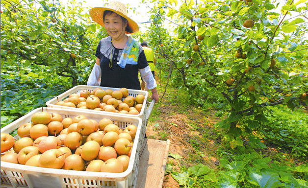 揭秘湖北宜昌著名土特产,秭归脐橙上榜,你们吃
