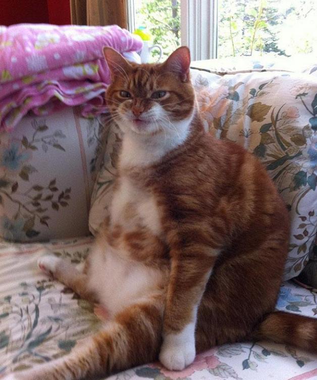 这只大肥猫看起来像是凶神恶煞,不过坐姿倒是很像主人.
