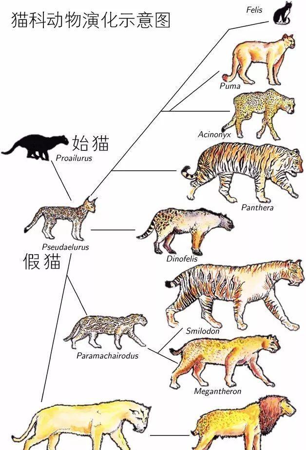 猫科动物中狮子老虎是大猫,有大狗吗?