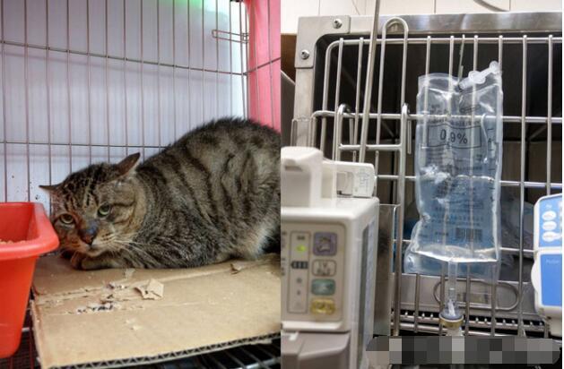 国际肾脏病日,猫咪突然爱喝水又多尿,其实是病变了!