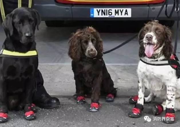 这些网红消防犬,你都知道吗?