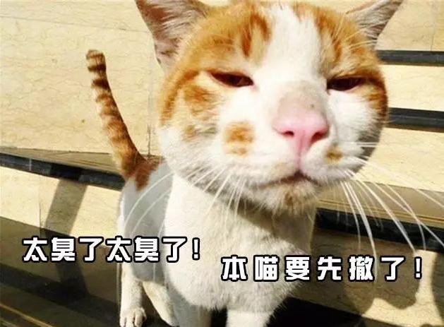 猫咪上完厕所就像疯了一样跑出猫砂盆,原因竟