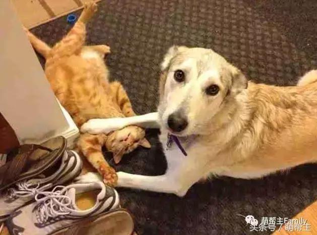 在你看不见的地方,狗子们都是这样欺负家里的猫的!