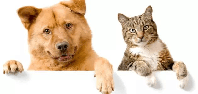 给狗狗剪指甲就是一出血泪史? 给狗狗剪指甲你需要知道这些事情