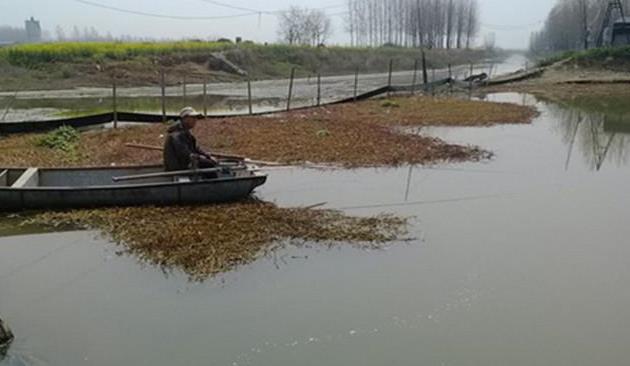 自制天然薯香饵料,春夏秋冬皆可使用,鲫鲤草的
