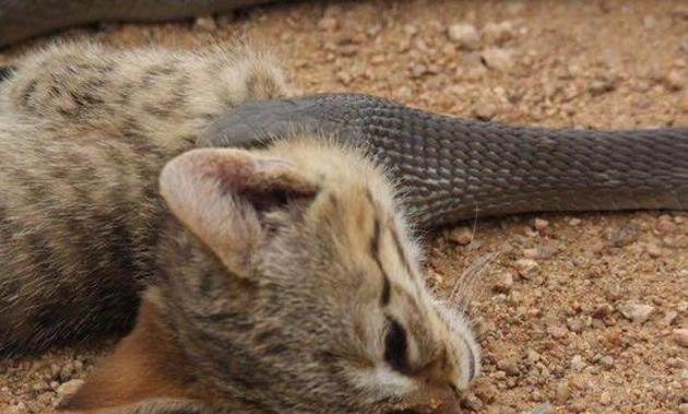 总是猫吃蛇,最致命毒蛇黑曼巴终反杀野猫一回