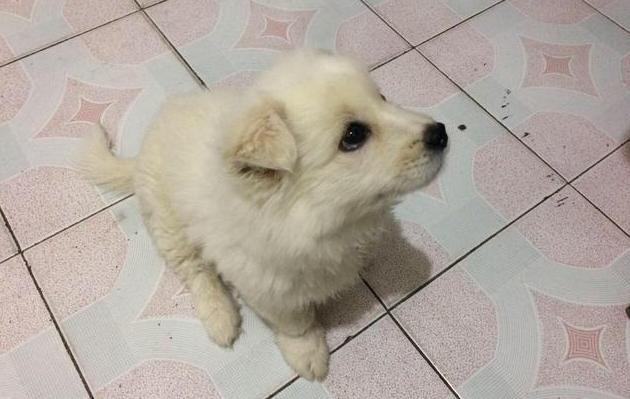 高价买满月萨摩耶,养四个月后露出真面目,请问