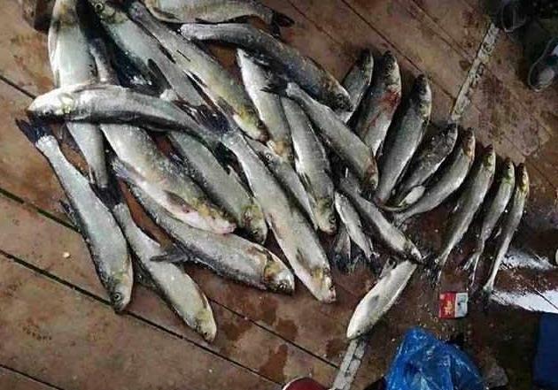 男子用泥鳅打窝 爽钓百斤大白鱼 据说此钓法在