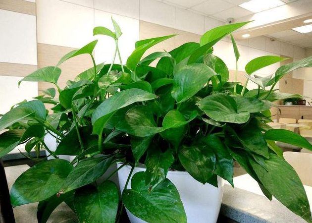 家里养花别瞎养！这6种花旺财又养人，而这2种花是大忌