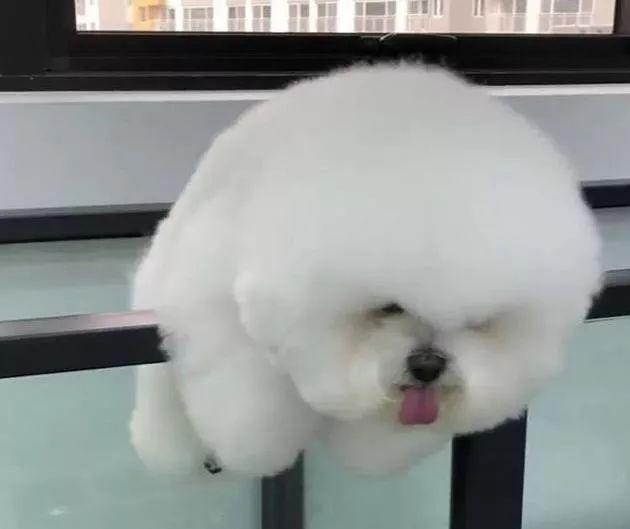 比熊“越狱”结果太胖卡到杆上,被主人看见还想掩饰