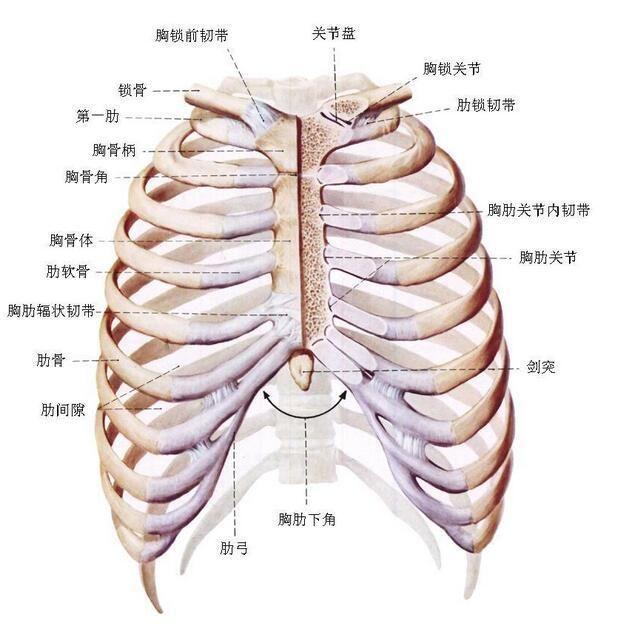 揭开杨丽萍的神秘面纱 摘掉6根肋骨 几十年不吃米饭 你信吗?