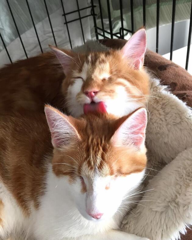 两只猫咪一个眼睛,喵星人的相依相偎