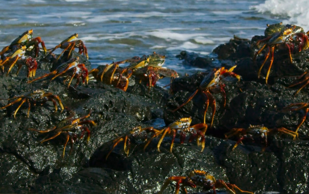 巴西红石蟹,陆地上健步如飞,跳跃