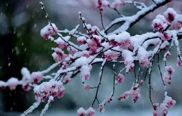 梅雪争春未肯降,骚人搁笔费评章,太美了!