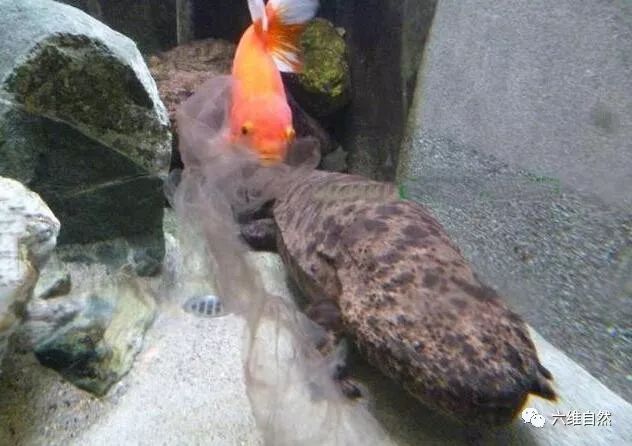这金鱼本是一食物 最后活成一道风景线 堪称动物界的