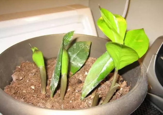 这些植物盆栽摘颗叶就能活,以后再也不用花钱买!