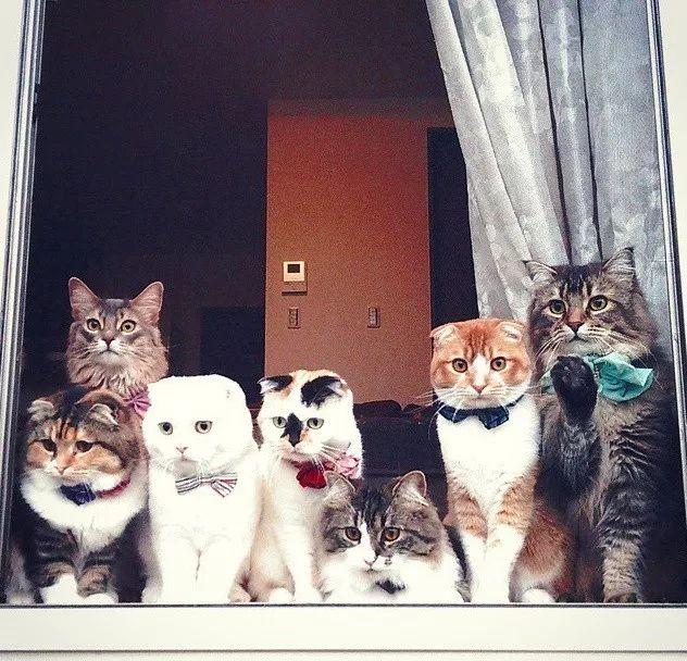 如果有七只猫天天蹲在窗台等你回家,你舍得晚